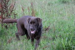 Hund auf der Wiese