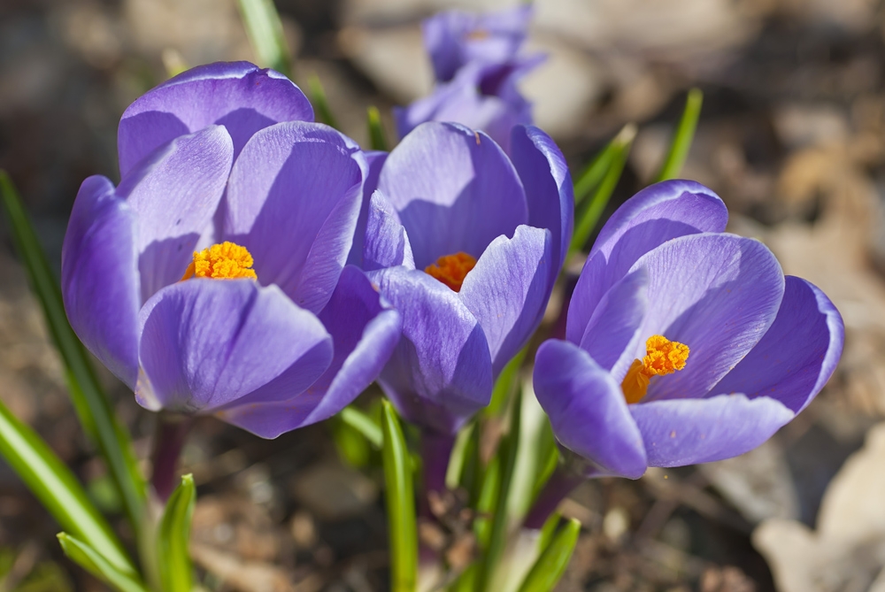 Endlich wirds auch im Norden Frühling