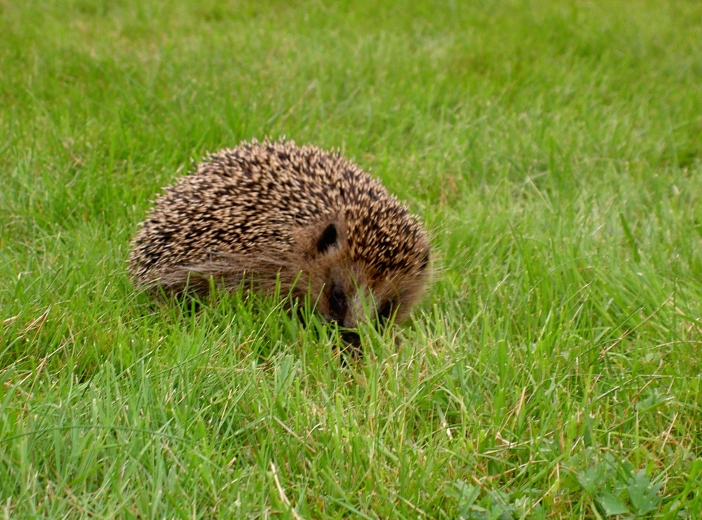 Der Igel auf Wanderschaft