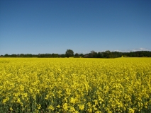 Rapsblüte, zwischen Schöningstedt und Ohe......