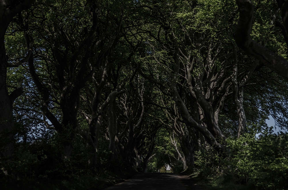 Dark Hedges, Nordirland