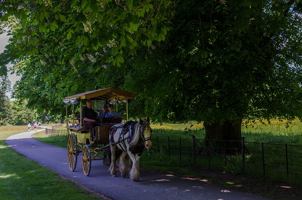 Jaunting Car