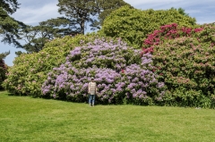 Rhododendron