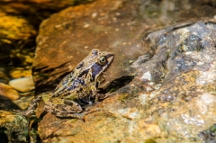 Hochland-Frosch