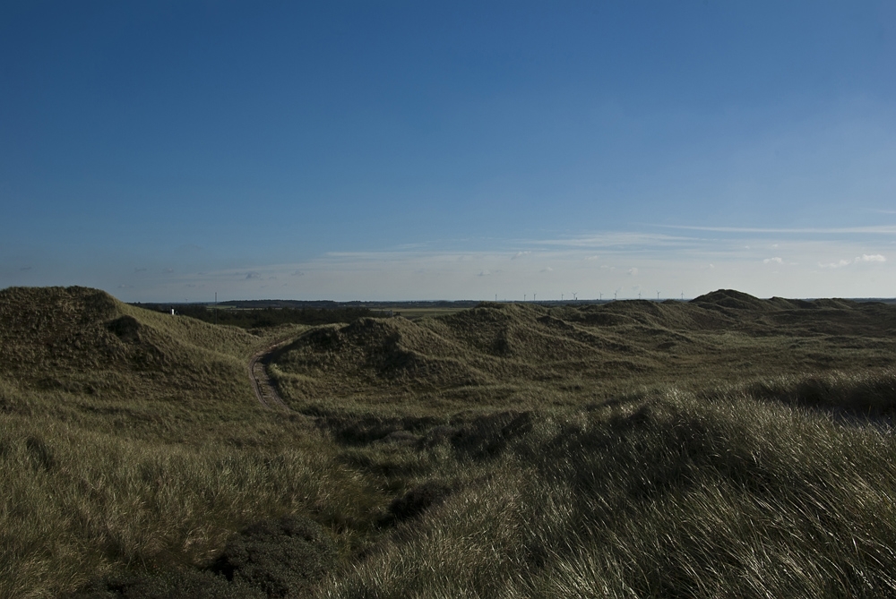 In den Dünen von Vedersø Klit