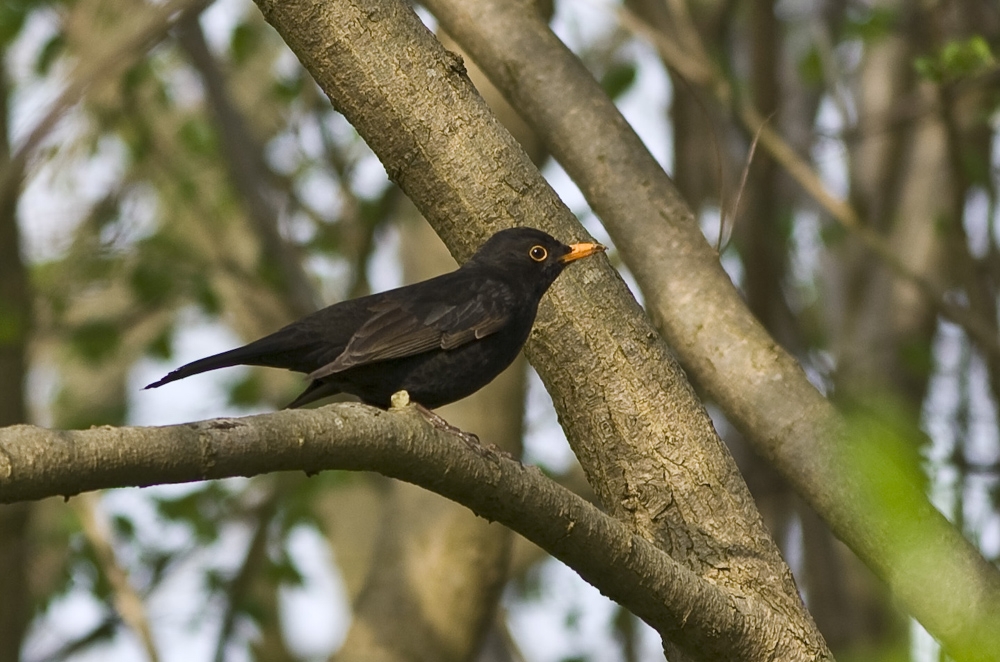 Amsel