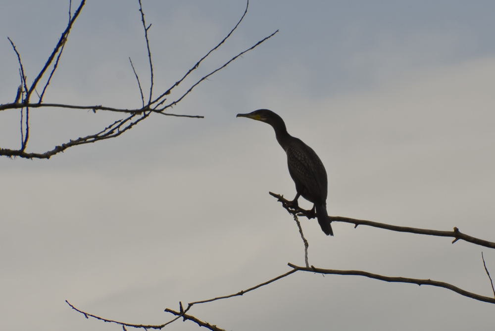 Kormoran im Gegenlicht