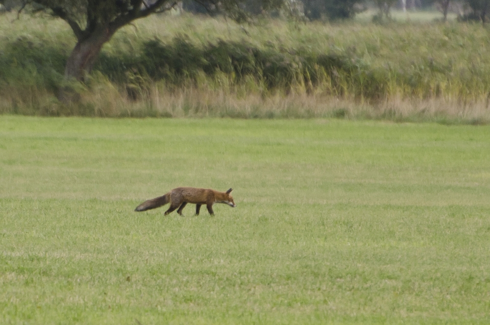 Fuchs auf Mäusejagd