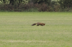 Fuchs auf Mäusejagd