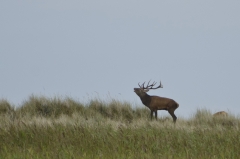 Hirsch in der Brunft