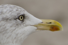 Silbermöwe Portrait