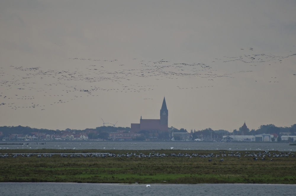 Tausende Kraniche in Zingst