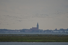 Tausende Kraniche in Zingst