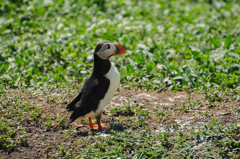 Papageitaucher