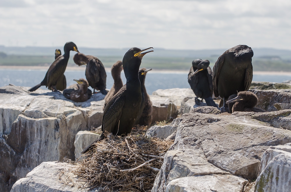 Kormoran-Familien