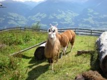 Lamas auf der Hinterhornalm in Tirol